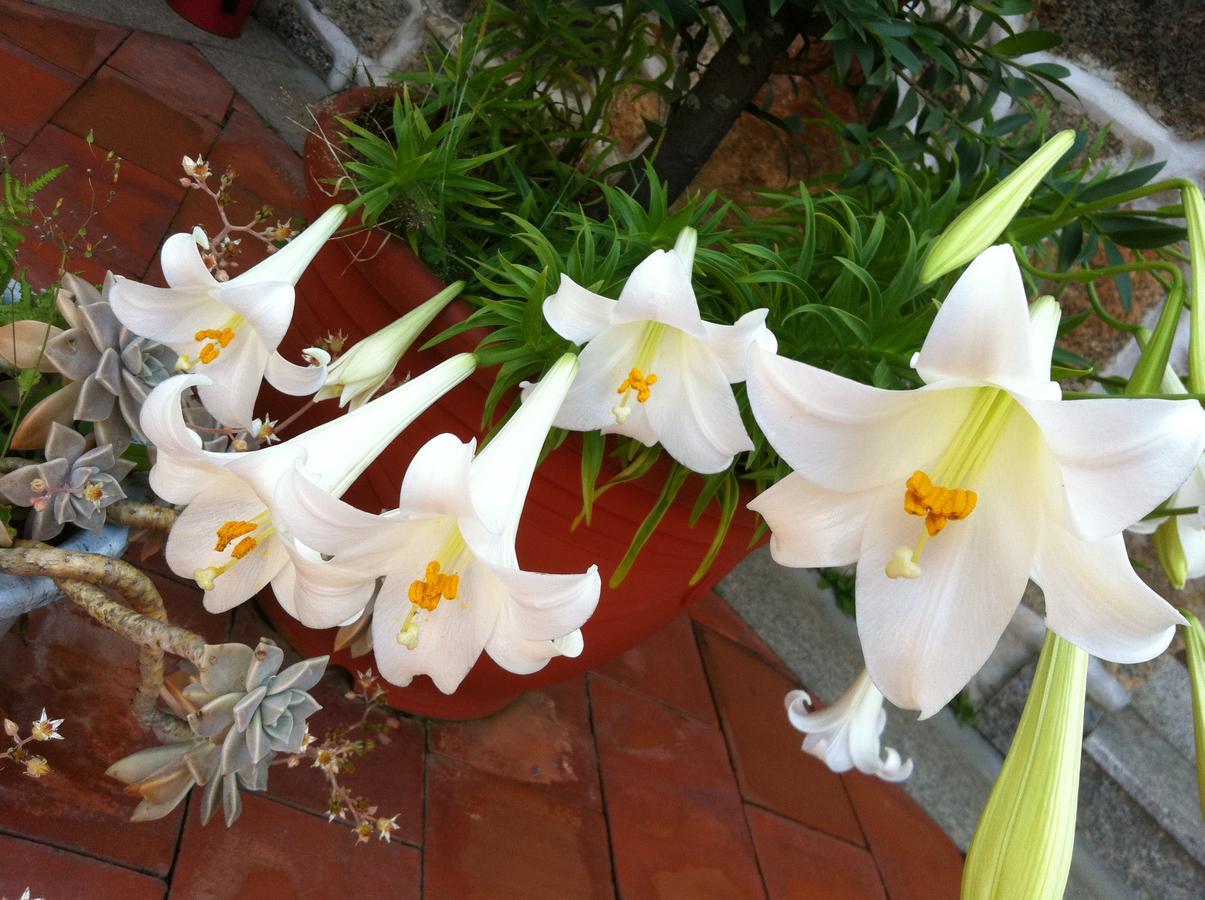 Grace Homestay 54 Jincheng Buitenkant foto